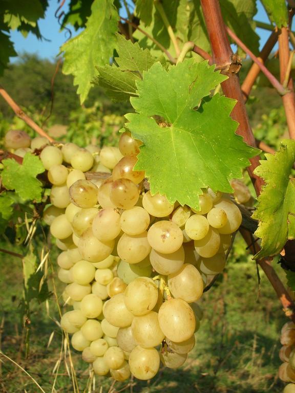 Podere Le Chiuse Sovana Kültér fotó
