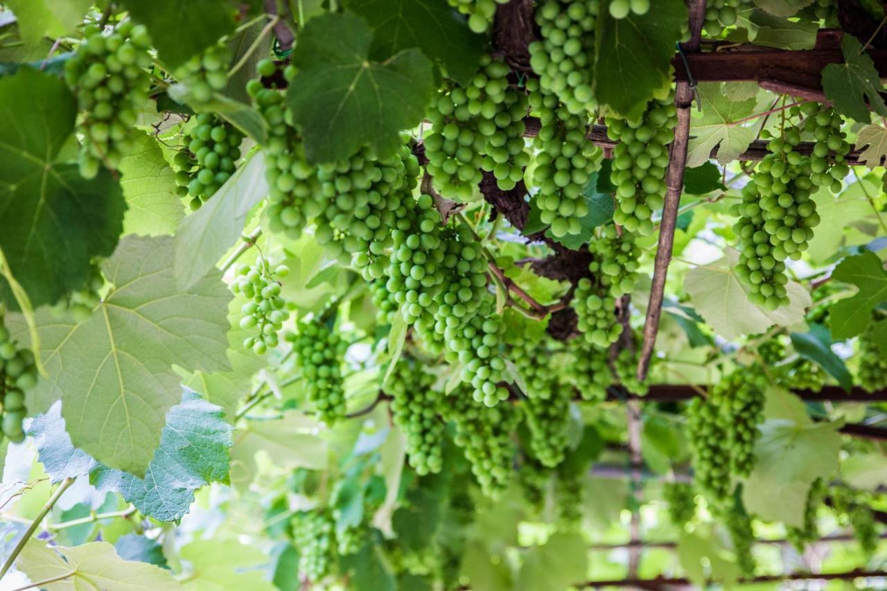 Podere Le Chiuse Sovana Kültér fotó